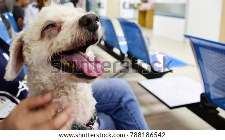 Picture of smiley face poodle dog while waiting to see a doctor at the pet hospital with it"s owner.