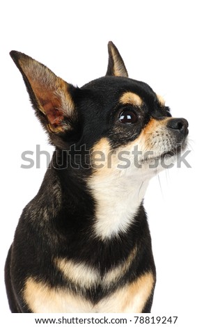 Funny chihuahua  in studio in front of a white background