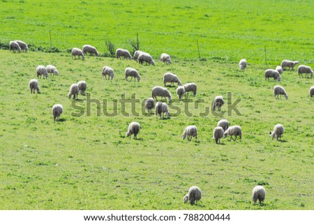 Herd of sheeps in a green field in Sardinia, Italy