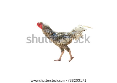 fighting cock on whitebackground, Gamecube isolated, Chicken 