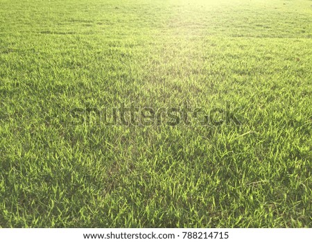 Green grass field while sunset background