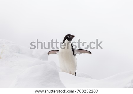Adelie Penguin on an iceberg in the Antarctic Sound, Antarctica