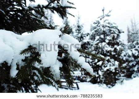 snow-covered winter forest
