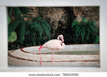 Story of a Flamingos being trapped in a bird cage.
