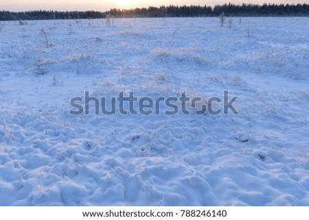 Snowy forest marsh on a frosty winter morning