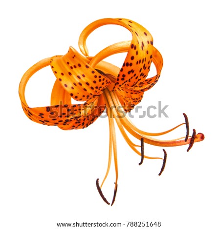 tiger lily flower isolated on white background