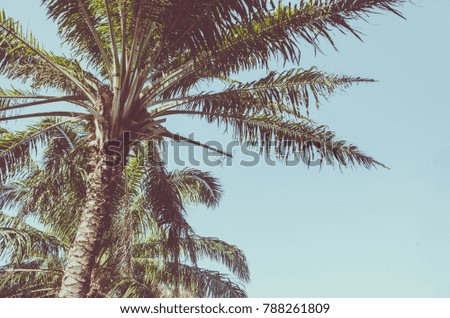 Palm trees Vintage the sky background.
