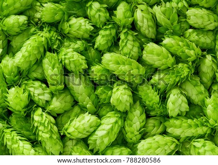 Green fresh hop cones for making beer and bread close up Royalty-Free Stock Photo #788280586