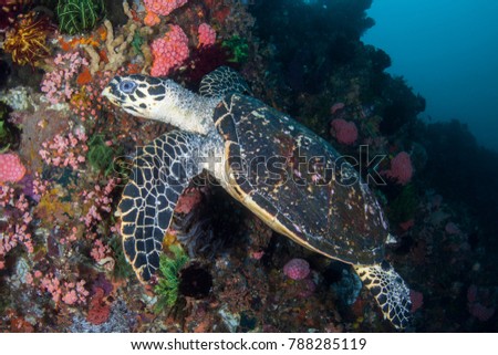Hawksbill Sea Turtle Eretmochelys imbricata. Critically endangered