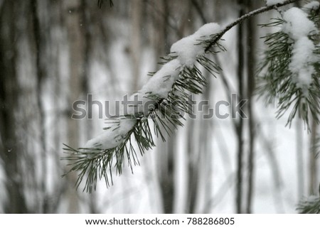 The branches of the coniferous tree, the pines are covered with white snow. Winter holiday background
