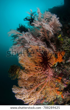 Colorful coral reef. Feather stars and soft corals.