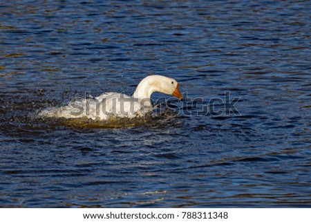 White Goose bathing in the Pond of the Park