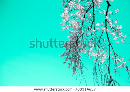 Sakura photographs, background color edited