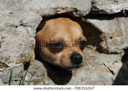 Brown small chihuahua dog looking out of hole in the wall and only head is visible