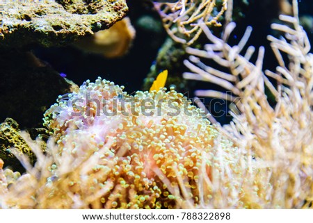Beautiful underwater worid. Corals and anemones