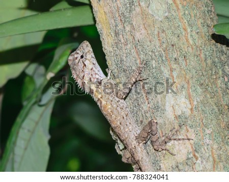 Oriental garden lizard.lizard on a tree.