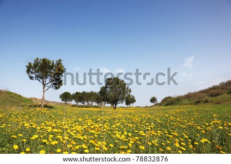 Wonderful serene spring day. Scenic hills, green grass, blooming buttercups and olive trees