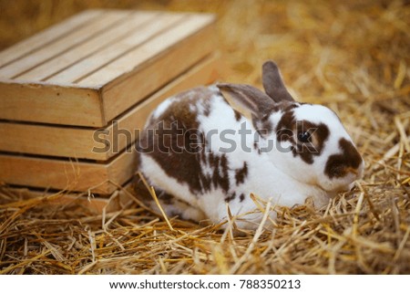 rabbit at farm , Bangkok,Thailand 