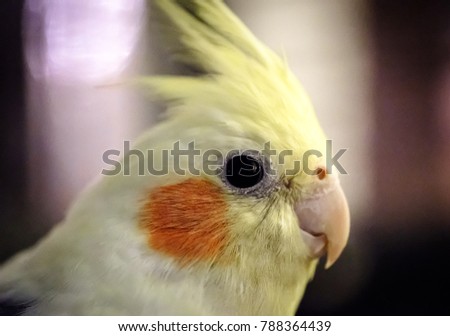 Close-up, isolated view of a male Cockatiel bird seen in his birdcage. One of a breeding pair, the bird called Charlie can be seen posing for the photographer.