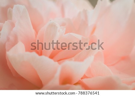 Closeup of Pink Clove Flower Petals