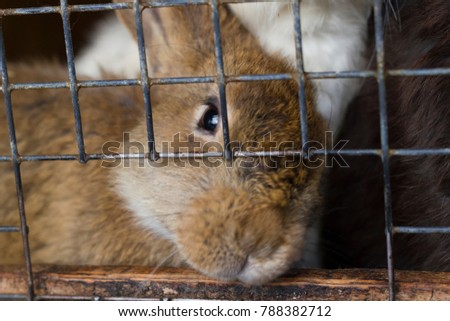 Rabbit in the cage. 