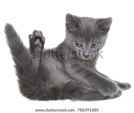 Small kitten playing isolated on a white background