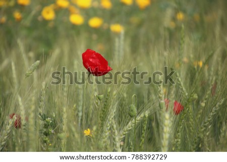Close up on a Single beautiful red Poppy flower on a green wheat field in Spring 