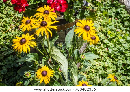 Group Of Black Eyed Susan. The Black Eyed Susan is part of the daisy family. The wildflower is native to North America but is also popular with gardeners for its beautiful showy colors and hardiness.
