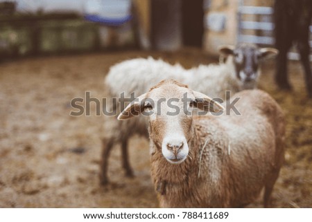 A close up picture of brown sheeps on a farm