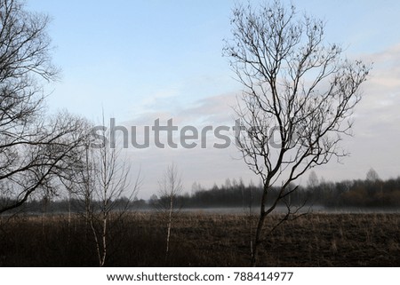 Forest in fog, nature, forest mist,