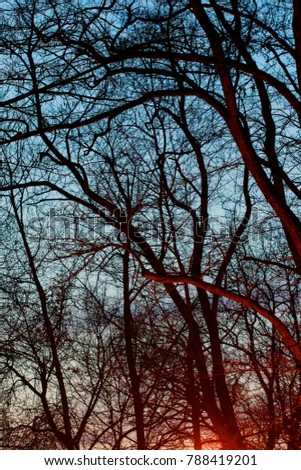 Sunset seen through tangled branches. 