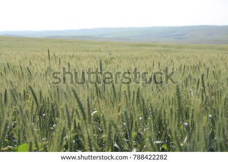 
Landscape of Unripe Green Wheat field in a sunny day