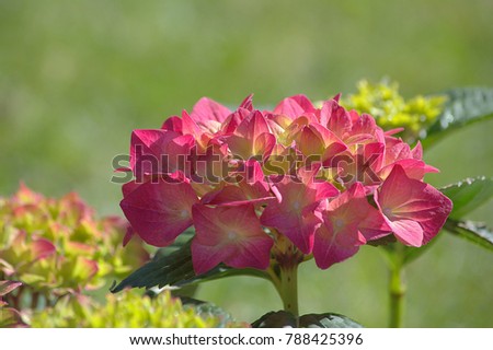 Pink and green hydrangea, flower in the garden on blurred green grass background