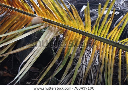 Pattern of large dead leaf of palm tree placed on the ground. A natural image of a tropical leaf made of different colors. Symmetric lines and composition in diagonal compose an abstract picture. 
