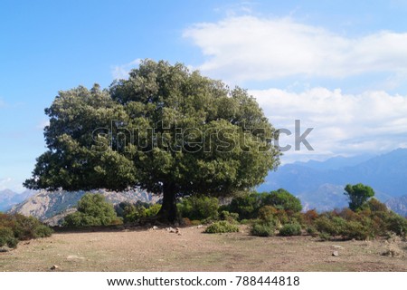 Old oak tree at the hiking trail to Golf of Girolata Royalty-Free Stock Photo #788444818