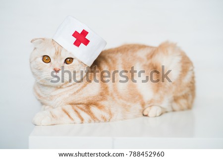 Cute ginger scottish fold cat wearing doctor's hat sitting on white background and looking at the camera. Copy space, Vet clinic concept Royalty-Free Stock Photo #788452960