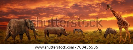 African sunset panoramic background with silhouette of the animals Royalty-Free Stock Photo #788456536