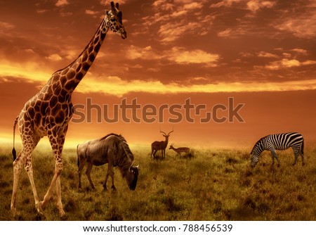 African sunset panoramic background with silhouette of the animals