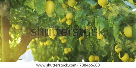 Fresh lemon on the branch