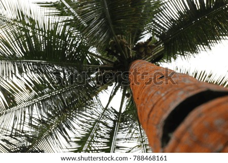 View from above of a high palm tree with an orange trunck. The picture of this tropical tree has been taken in sao tome and principe. 