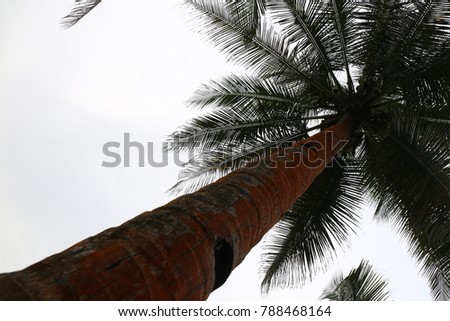 View from above of a high palm tree with an orange trunck. The picture of this tropical tree has been taken in sao tome and principe. 