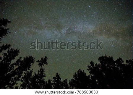 night forest silhouette on a starry sky background