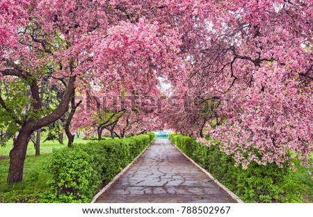 Park with alley of blossoming red apple trees. Spring landscape Royalty-Free Stock Photo #788502967
