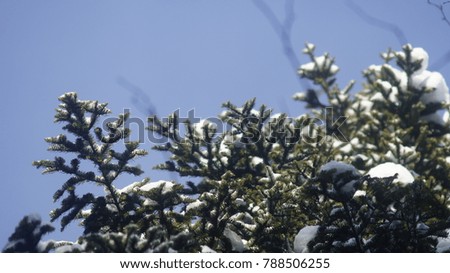 Trees and fir covered with snow during cold winter in Canada Quebec 