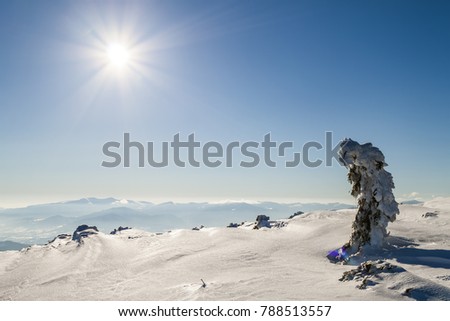 Snow covered bent little pine tree in winter mountains. Arctic landscape. Colorful outdoor scene, Artistic style post processed photo.