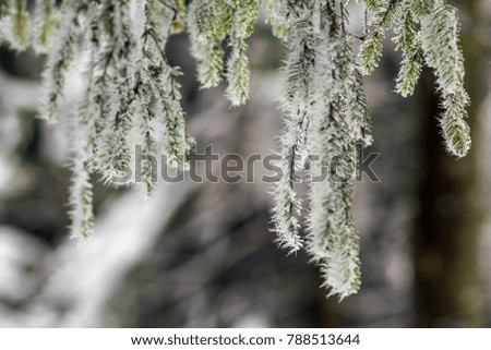 Close-up of pine tree covered with snow frost in winter