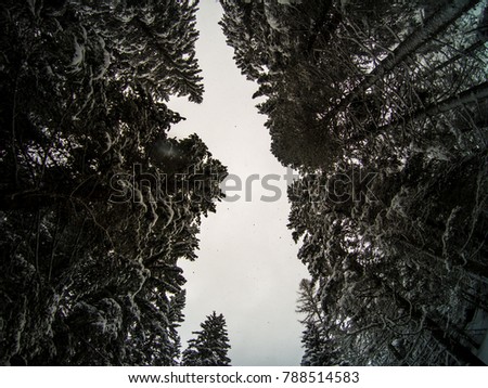 Wide lens picture of the sky over the trees during a snowfall, Cortina D'Ampezzo, Italy