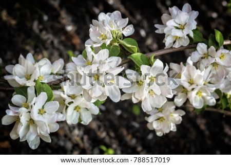 Flowering branch of apple-tree in spring orchard on a dark background, close-up