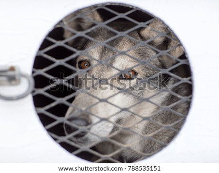 dogsledding husky dog in kennel