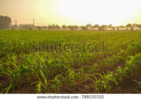 a front selective focus picture of organic young corn field at agriculture farm.